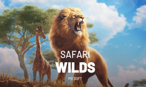 safari